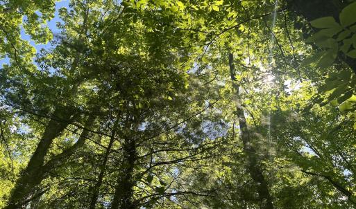 Photo #5 of SOLD property in Off Murray Rd, Winston Salem, NC 0.5 acres