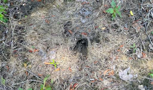 Photo #10 of Off West Rd, Chesapeake, VA 23.6 acres
