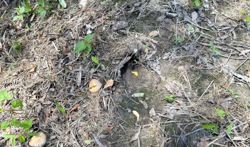 Photo #17 of Off West Rd, Chesapeake, VA 23.6 acres