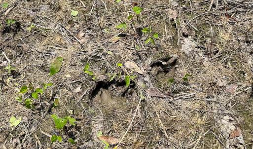 Photo #23 of Off West Rd, Chesapeake, VA 23.6 acres