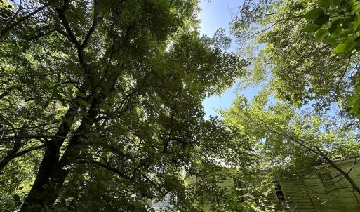 Photo #13 of SOLD property in 19081 Rawlings Rd, Capron, VA 0.7 acres