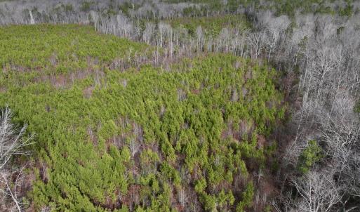 Photo #11 of SOLD property in 02 Pine Grove Church Road, Eagle Springs, NC 10.9 acres