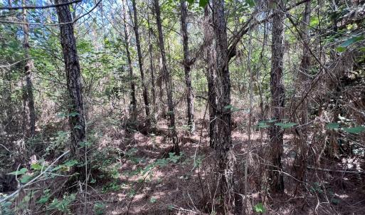 Photo #11 of SOLD property in Off Warrenton Embro Rd, Macon, NC 149.8 acres