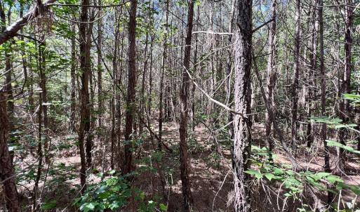 Photo #12 of SOLD property in Off Warrenton Embro Rd, Macon, NC 149.8 acres