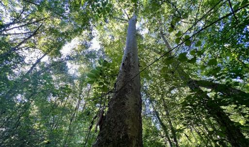 Photo #19 of SOLD property in Off Warrenton Embro Rd, Macon, NC 149.8 acres