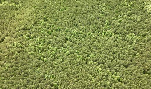 Photo #8 of SOLD property in Off Warrenton Embro Rd, Macon, NC 149.8 acres