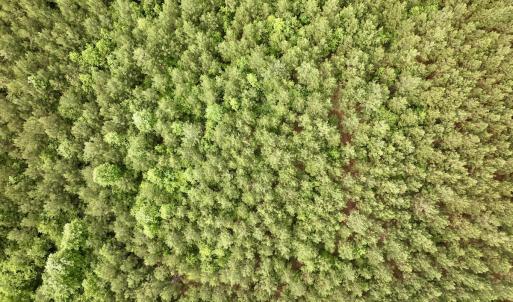 Photo #9 of SOLD property in Off Warrenton Embro Rd, Macon, NC 149.8 acres