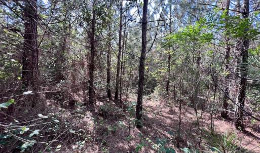 Photo #10 of SOLD property in Off Warrenton Embro Rd, Macon, NC 149.8 acres