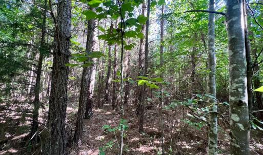 Photo #23 of SOLD property in Off Warrenton Embro Rd, Macon, NC 149.8 acres