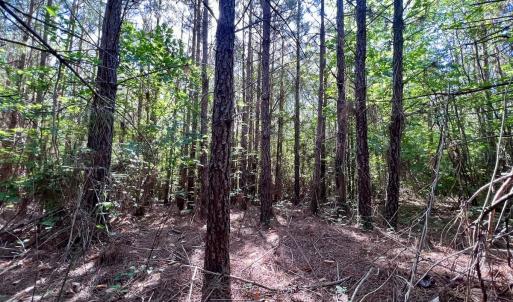Photo #27 of SOLD property in Off Warrenton Embro Rd, Macon, NC 149.8 acres