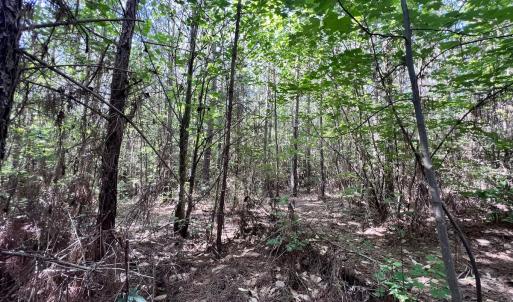 Photo #28 of SOLD property in Off Warrenton Embro Rd, Macon, NC 149.8 acres