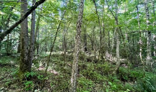 Photo #34 of SOLD property in Off Warrenton Embro Rd, Macon, NC 149.8 acres