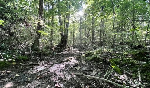 Photo #35 of SOLD property in Off Warrenton Embro Rd, Macon, NC 149.8 acres