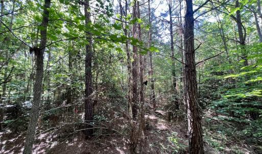 Photo #37 of SOLD property in Off Warrenton Embro Rd, Macon, NC 149.8 acres