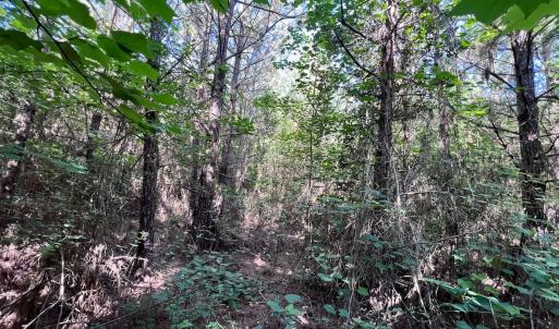 Photo #39 of SOLD property in Off Warrenton Embro Rd, Macon, NC 149.8 acres