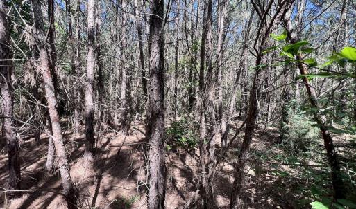 Photo #46 of SOLD property in Off Warrenton Embro Rd, Macon, NC 149.8 acres