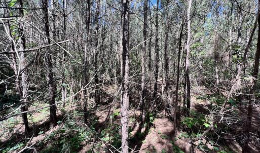 Photo #47 of SOLD property in Off Warrenton Embro Rd, Macon, NC 149.8 acres