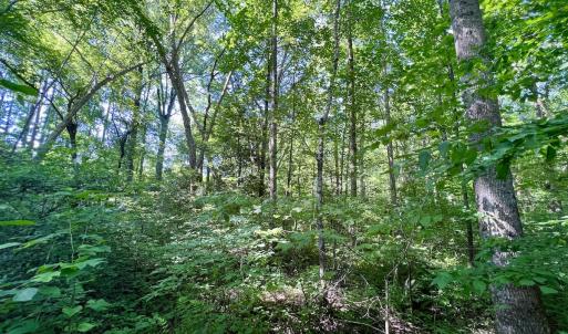 Photo #49 of SOLD property in Off Warrenton Embro Rd, Macon, NC 149.8 acres
