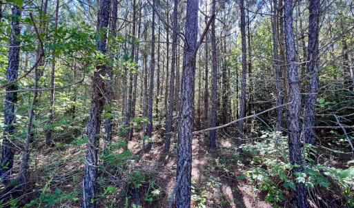 Photo #50 of SOLD property in Off Warrenton Embro Rd, Macon, NC 149.8 acres