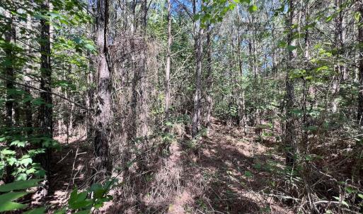 Photo #60 of SOLD property in Off Warrenton Embro Rd, Macon, NC 149.8 acres