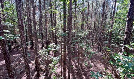 Photo #62 of SOLD property in Off Warrenton Embro Rd, Macon, NC 149.8 acres