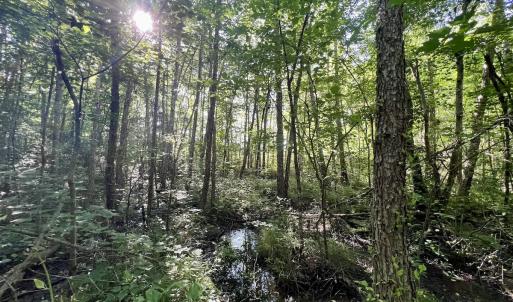 Photo #63 of SOLD property in Off Warrenton Embro Rd, Macon, NC 149.8 acres