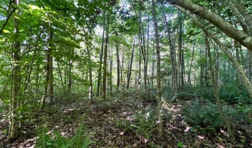 Photo #64 of SOLD property in Off Warrenton Embro Rd, Macon, NC 149.8 acres