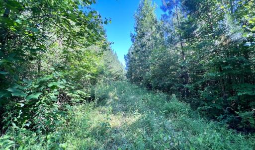 Photo #65 of SOLD property in Off Warrenton Embro Rd, Macon, NC 149.8 acres