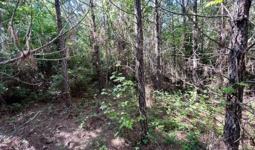 Photo #66 of SOLD property in Off Warrenton Embro Rd, Macon, NC 149.8 acres