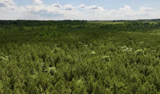 Photo #69 of SOLD property in Off Warrenton Embro Rd, Macon, NC 149.8 acres
