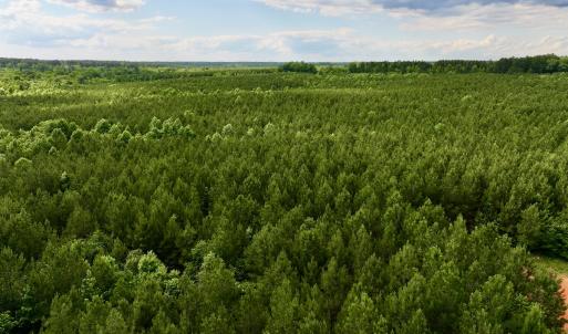 Photo #72 of SOLD property in Off Warrenton Embro Rd, Macon, NC 149.8 acres
