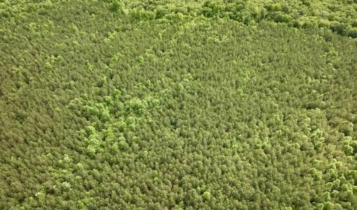 Photo #74 of SOLD property in Off Warrenton Embro Rd, Macon, NC 149.8 acres