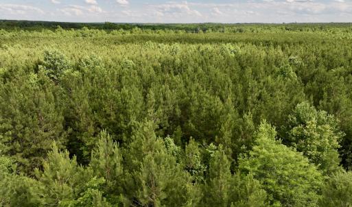 Photo #78 of SOLD property in Off Warrenton Embro Rd, Macon, NC 149.8 acres