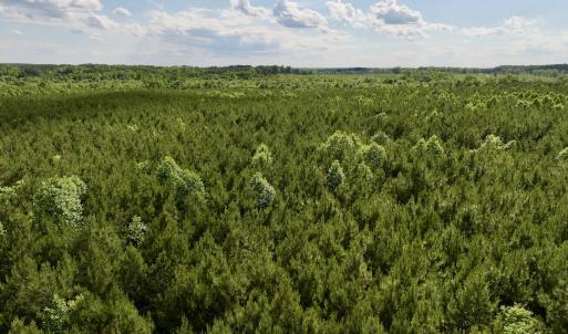Photo #79 of SOLD property in Off Warrenton Embro Rd, Macon, NC 149.8 acres