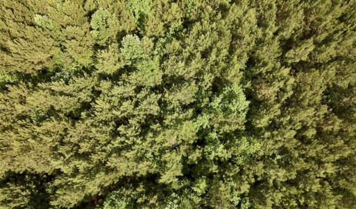 Photo #80 of SOLD property in Off Warrenton Embro Rd, Macon, NC 149.8 acres