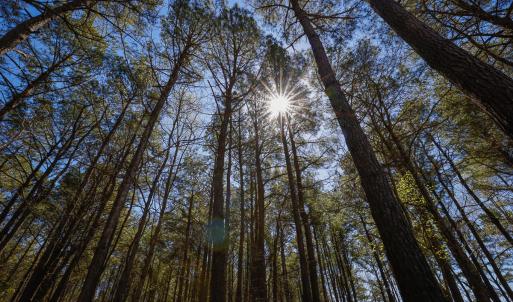 Photo #25 of SOLD property in 368 Soundside Rd, Columbia, NC 280.0 acres