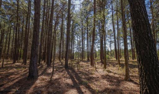 Photo #26 of SOLD property in 368 Soundside Rd, Columbia, NC 280.0 acres