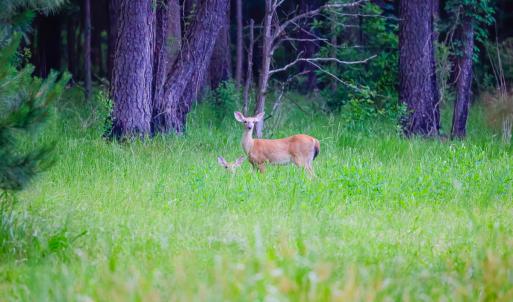 Photo #45 of SOLD property in 368 Soundside Rd, Columbia, NC 280.0 acres