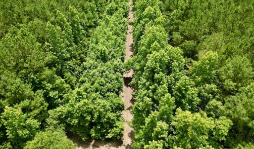 Photo #17 of SOLD property in Off Wilcox Ln, Vanceboro, NC 57.8 acres