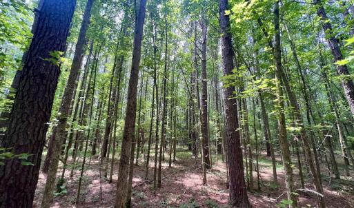 Photo #19 of SOLD property in Off Wilcox Ln, Vanceboro, NC 57.8 acres
