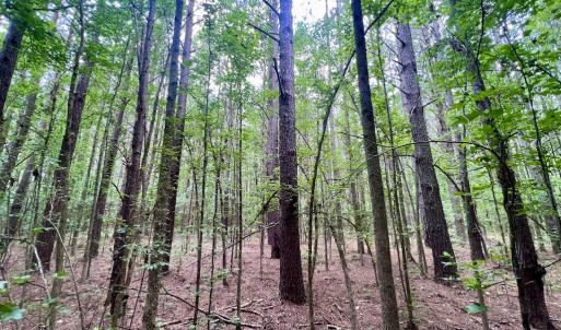 Photo #21 of SOLD property in Off Wilcox Ln, Vanceboro, NC 57.8 acres