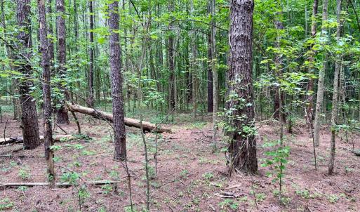 Photo #22 of SOLD property in Off Wilcox Ln, Vanceboro, NC 57.8 acres