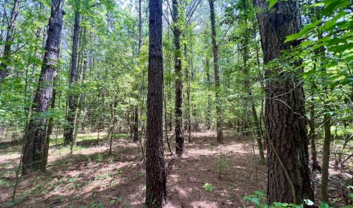 Photo #23 of SOLD property in Off Wilcox Ln, Vanceboro, NC 57.8 acres