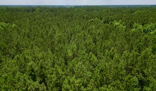 Photo #24 of SOLD property in Off Wilcox Ln, Vanceboro, NC 57.8 acres