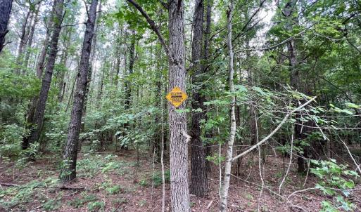 Photo #27 of SOLD property in Off Wilcox Ln, Vanceboro, NC 57.8 acres