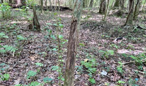 Photo #38 of SOLD property in Off Wilcox Ln, Vanceboro, NC 57.8 acres