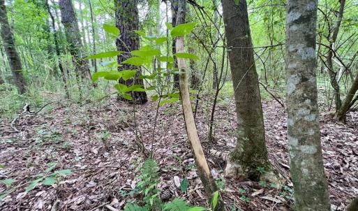 Photo #39 of SOLD property in Off Wilcox Ln, Vanceboro, NC 57.8 acres