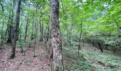 Photo #40 of SOLD property in Off Wilcox Ln, Vanceboro, NC 57.8 acres