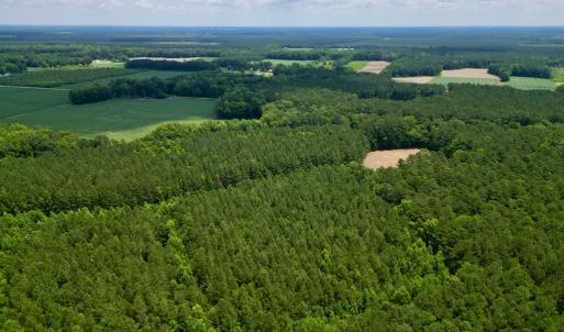 Photo #5 of SOLD property in Off Wilcox Ln, Vanceboro, NC 57.8 acres