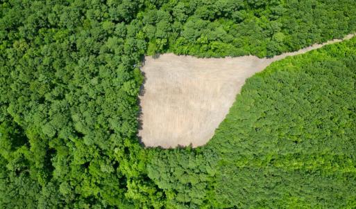 Photo #8 of SOLD property in Off Wilcox Ln, Vanceboro, NC 57.8 acres